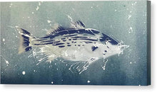 Load image into Gallery viewer, Chesapeake Bay Rockfish I - Canvas Print