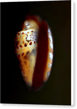 Load image into Gallery viewer, Sea Fragment XVII - Canvas Print by Ryan Hopkins