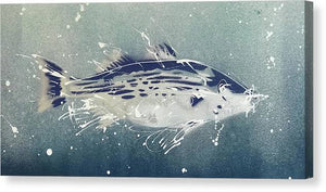 Chesapeake Bay Rockfish I - Canvas Print