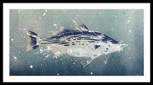 Chesapeake Bay Rockfish I - Framed Print