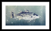 Load image into Gallery viewer, Chesapeake Bay Rockfish I - Framed Print