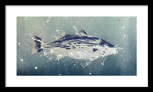 Chesapeake Bay Rockfish I - Framed Print