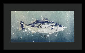 Chesapeake Bay Rockfish I - Framed Print