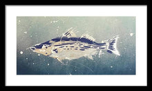 Load image into Gallery viewer, Chesapeake Bay Rockfishh II - Framed Print