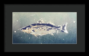 Chesapeake Bay Rockfishh II - Framed Print