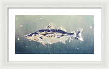 Load image into Gallery viewer, Chesapeake Bay Rockfishh II - Framed Print