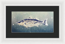 Load image into Gallery viewer, Chesapeake Bay Rockfishh II - Framed Print