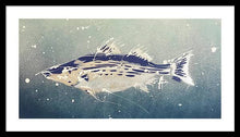 Load image into Gallery viewer, Chesapeake Bay Rockfishh II - Framed Print