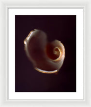 Load image into Gallery viewer, Sea Fragment V - Framed Print by Ryan Hopkins