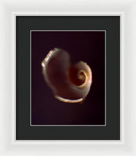 Load image into Gallery viewer, Sea Fragment V - Framed Print by Ryan Hopkins