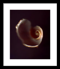 Load image into Gallery viewer, Sea Fragment V - Framed Print by Ryan Hopkins