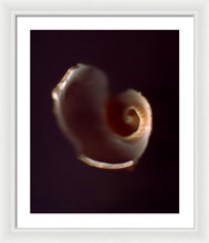 Load image into Gallery viewer, Sea Fragment V - Framed Print by Ryan Hopkins