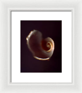 Sea Fragment V - Framed Print by Ryan Hopkins