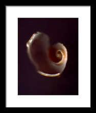 Load image into Gallery viewer, Sea Fragment V - Framed Print by Ryan Hopkins