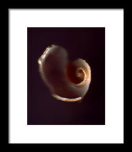 Load image into Gallery viewer, Sea Fragment V - Framed Print by Ryan Hopkins