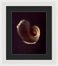 Load image into Gallery viewer, Sea Fragment V - Framed Print by Ryan Hopkins