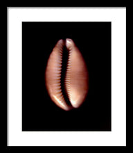 Load image into Gallery viewer, Sea Fragment XII - Framed Print by Ryan Hopkins