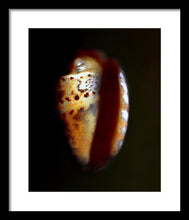 Load image into Gallery viewer, Sea Fragment XVII - Framed Print by Ryan Hopkins