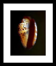 Load image into Gallery viewer, Sea Fragment XVII - Framed Print by Ryan Hopkins